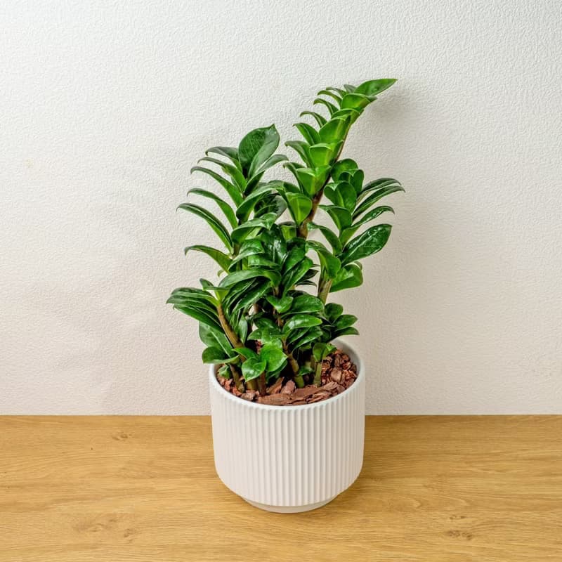 金錢樹 直線條白陶盆栽 開幕盆栽推薦 桌上盆栽 送禮