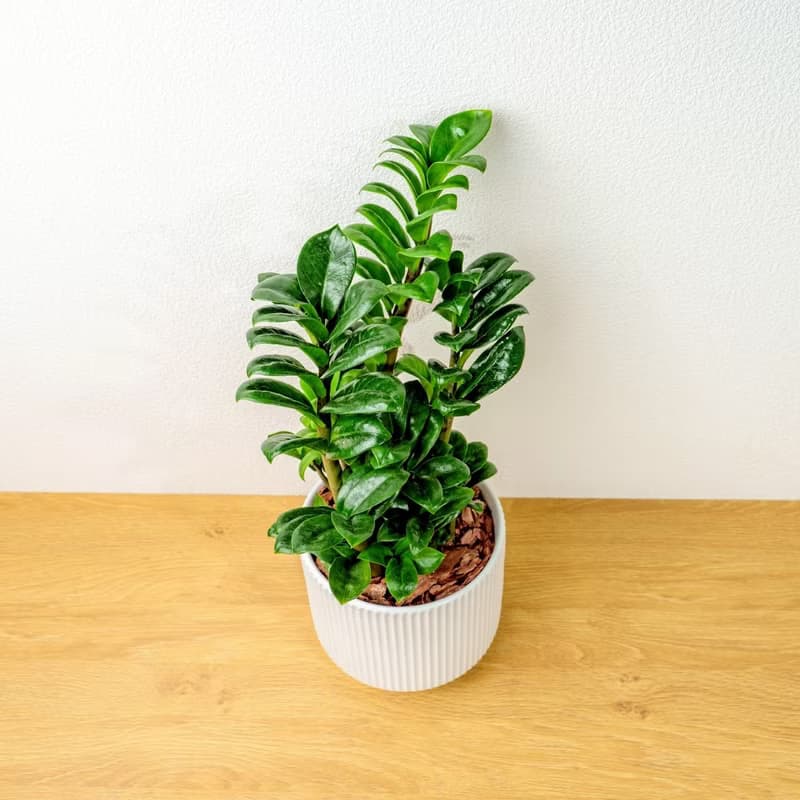 金錢樹 直線條白陶盆栽 開幕盆栽推薦 桌上盆栽 送禮