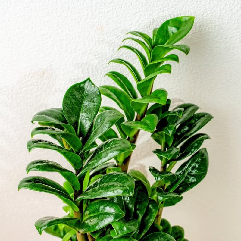 金錢樹 直線條白陶盆栽 開幕盆栽推薦 桌上盆栽 送禮