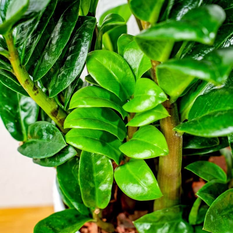 金錢樹 直線條白陶盆栽 開幕盆栽推薦 桌上盆栽 送禮