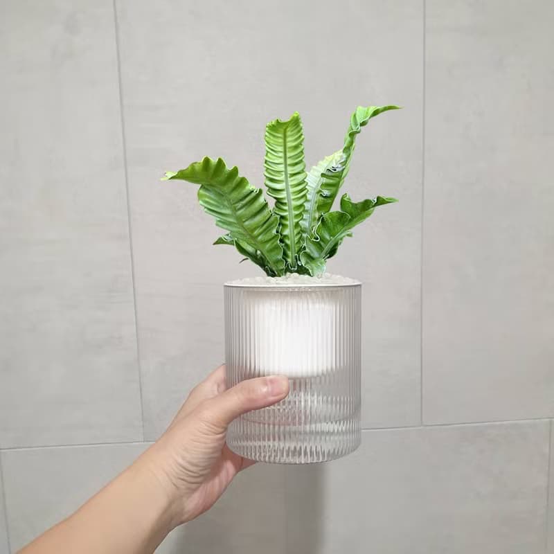 植栽 室內盆栽 銀翼山蘇 植物盆栽