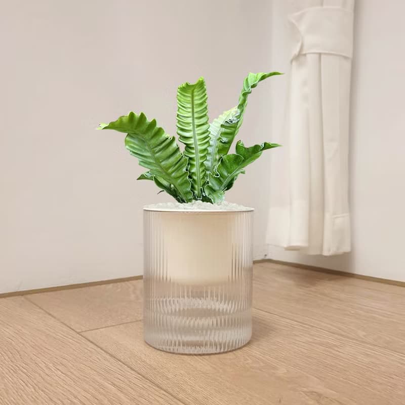 植栽 室內盆栽 銀翼山蘇 植物盆栽