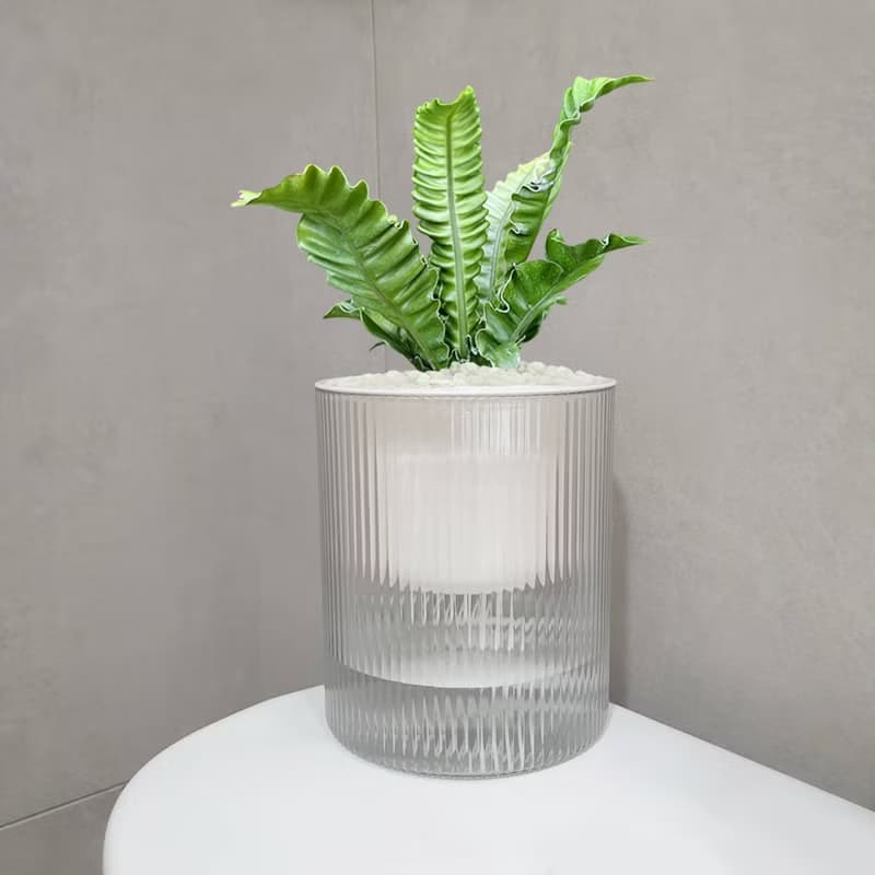 植栽 室內盆栽 銀翼山蘇 植物盆栽