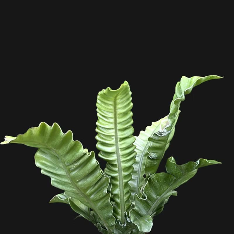 植栽 室內盆栽 銀翼山蘇 植物盆栽