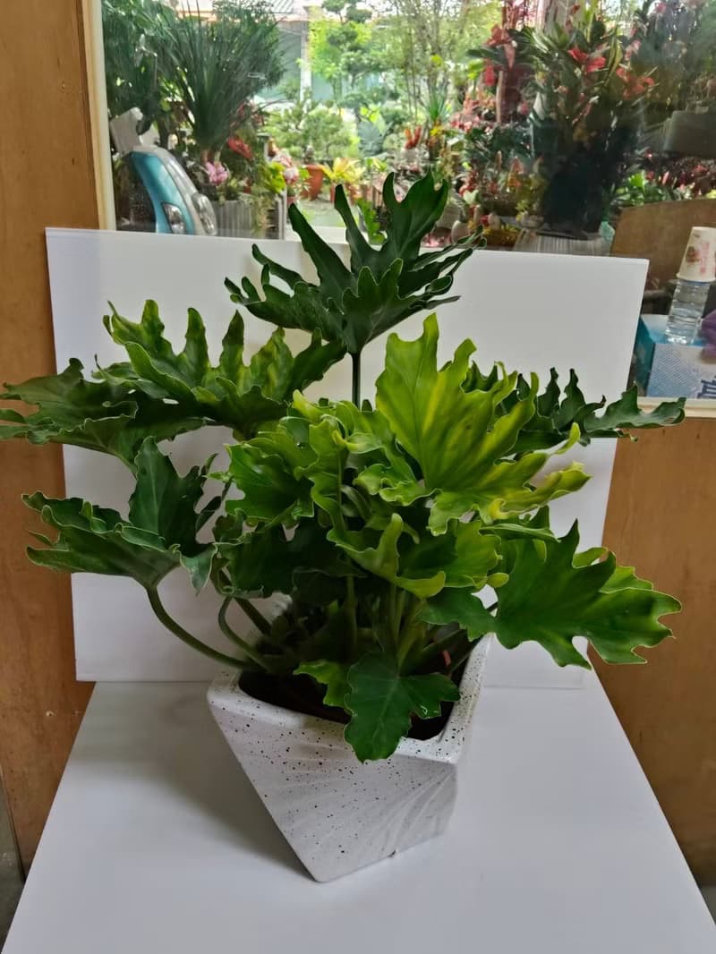 【送禮高CP值】小天使蔓綠絨 盆栽簡約時尚 開幕新居喬遷送禮客廳