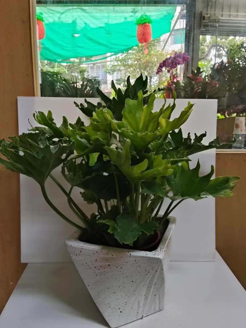 【送禮高CP值】小天使蔓綠絨 盆栽簡約時尚 開幕新居喬遷送禮客廳