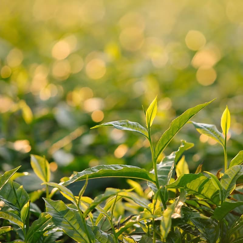 【手捻珍藏】| 紅茶原片茶葉 75g