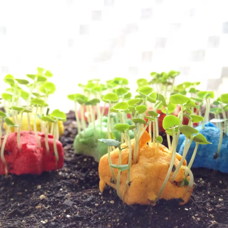 【送禮自用套組】Star Grows 香草星星種子球植栽套組