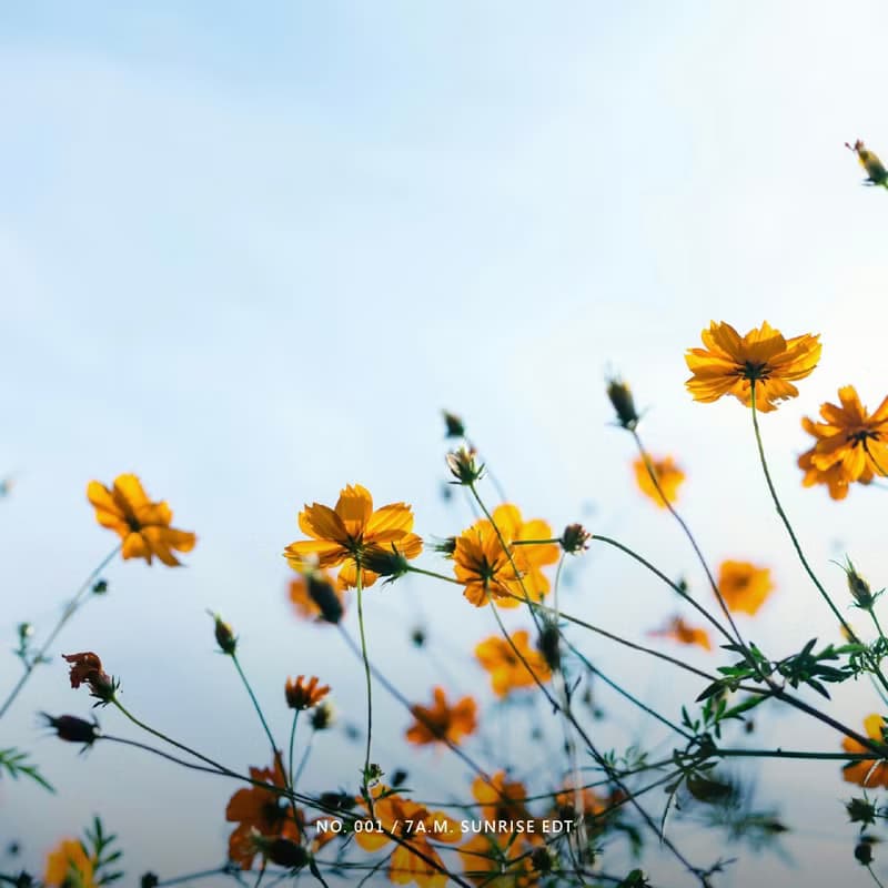 JD SCENT 淡香水 | 7 A.M. 晨光之境