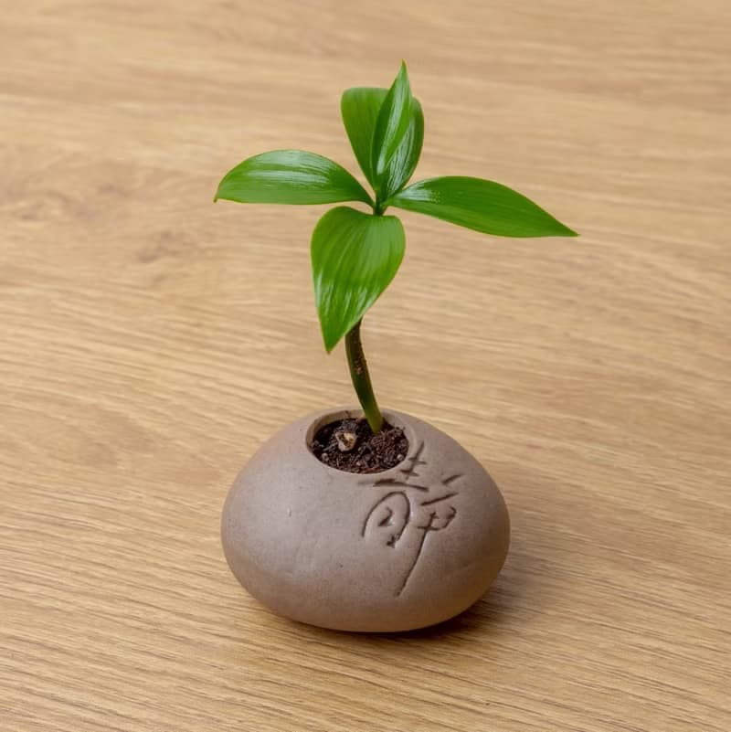 靜石系列-竹柏盆栽