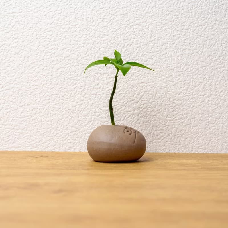 靜石系列-竹柏盆栽
