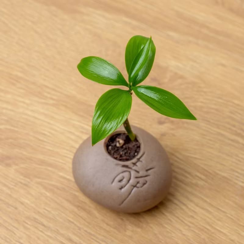 靜石系列-竹柏盆栽
