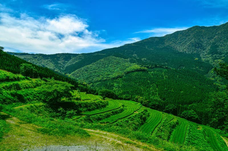 【九州茶旅】日本九州有機焙茶粉
