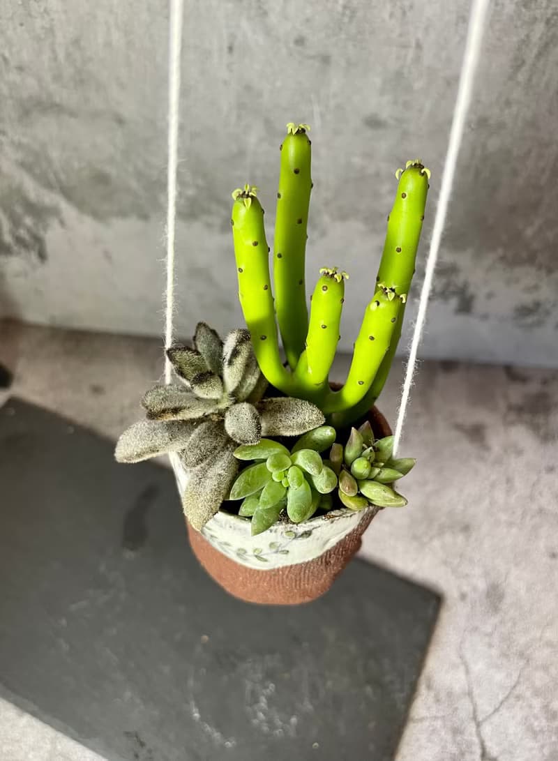 小手多肉植物盆栽