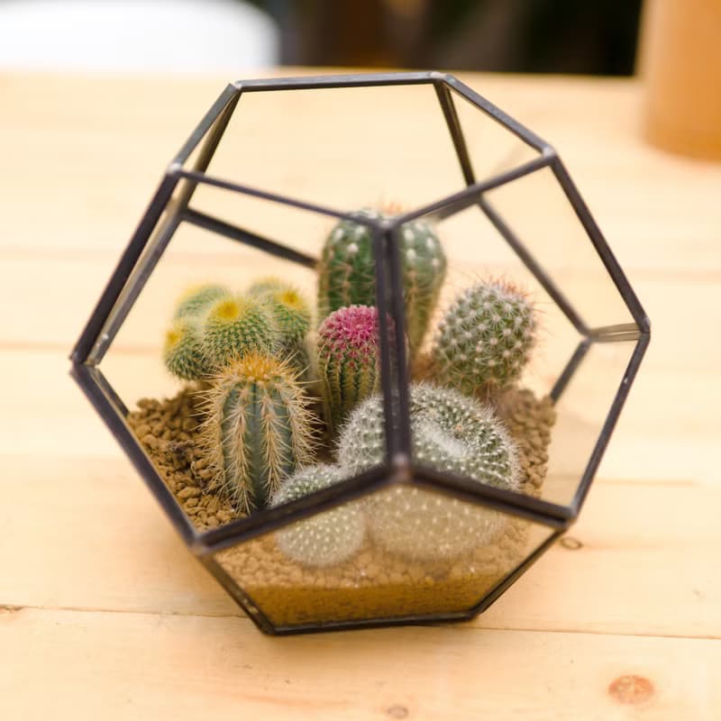 足球建築多肉植物  禮物開幕賀禮