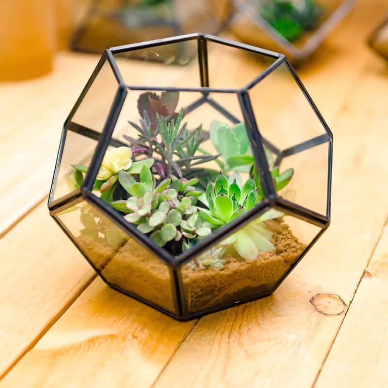 足球建築多肉植物  禮物開幕賀禮