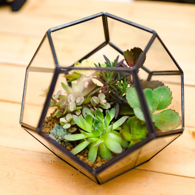 足球建築多肉植物  禮物開幕賀禮