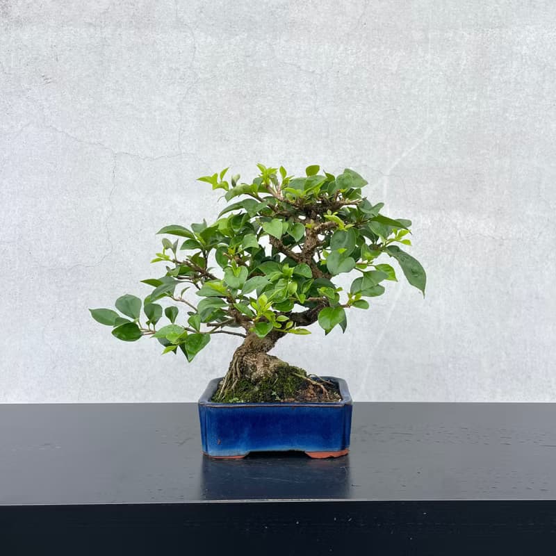 小品盆栽-九重葛 盆景 送禮