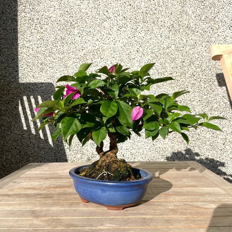 小品盆栽-九重葛 盆景 送禮