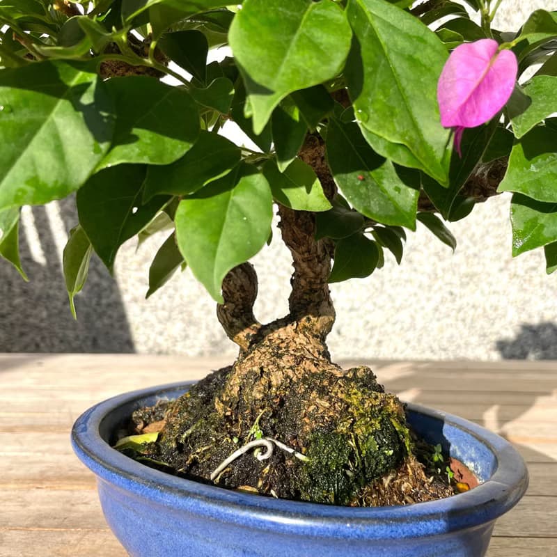 小品盆栽-九重葛 盆景 送禮