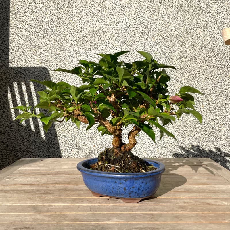 小品盆栽-九重葛 盆景 送禮