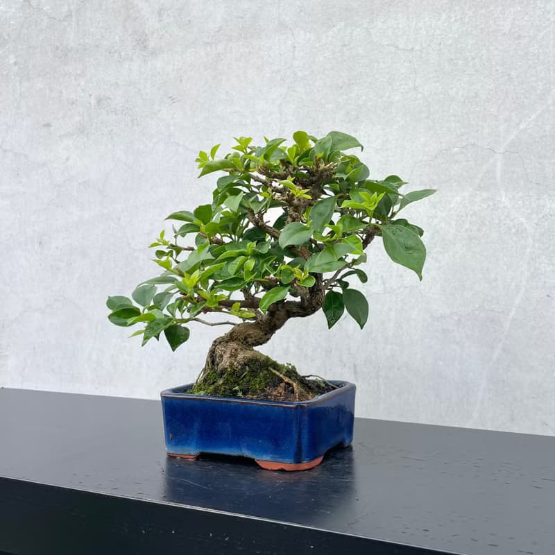 小品盆栽-九重葛 盆景 送禮