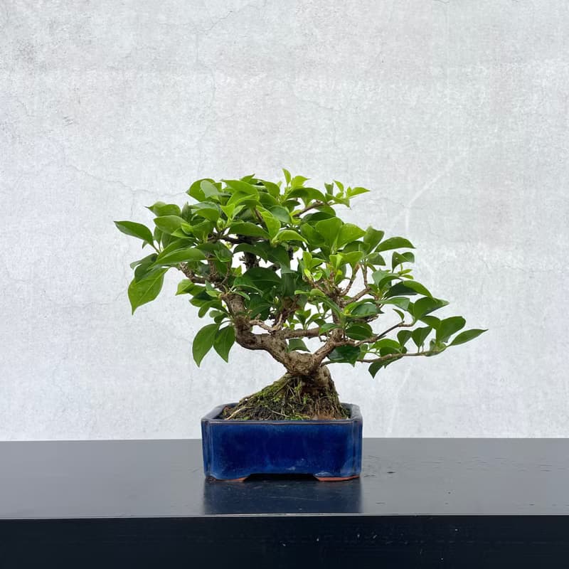 小品盆栽-九重葛 盆景 送禮
