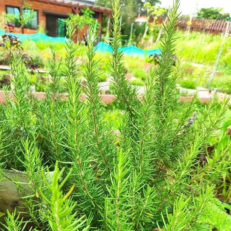 迷迭香花茶包-農園4種純淨香草-迷迭香+百里香+芳香萬壽菊+綠薄荷
