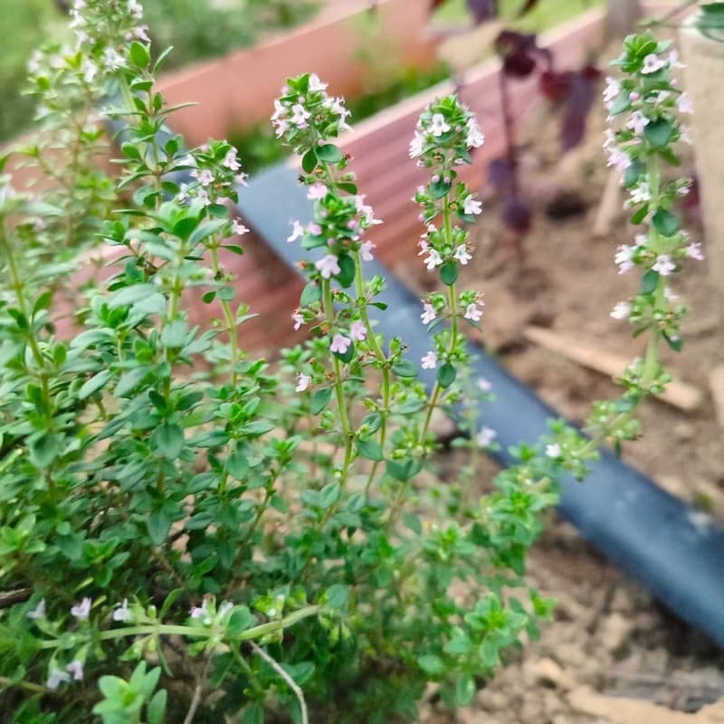 迷迭香花茶包-農園4種純淨香草-迷迭香+百里香+芳香萬壽菊+綠薄荷