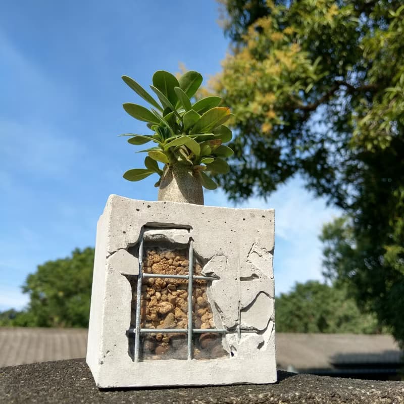 重生 Reborn - 水泥盆