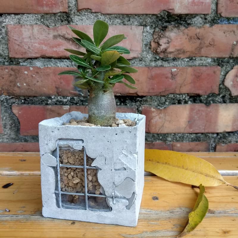 重生 Reborn - 水泥盆