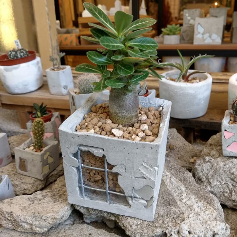 重生 Reborn - 水泥盆