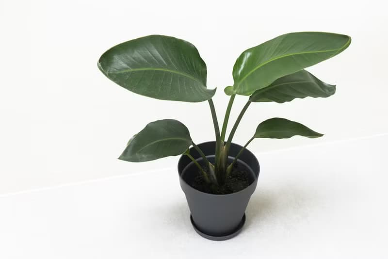 Bird of Paradise 天堂鳥大型室內植栽_荷蘭設計極簡霧面盆