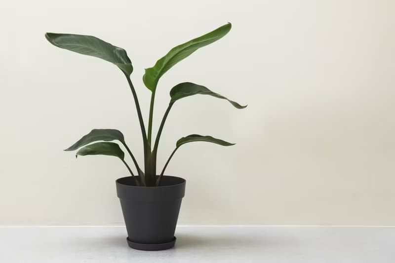Bird of Paradise 天堂鳥大型室內植栽_荷蘭設計極簡霧面盆