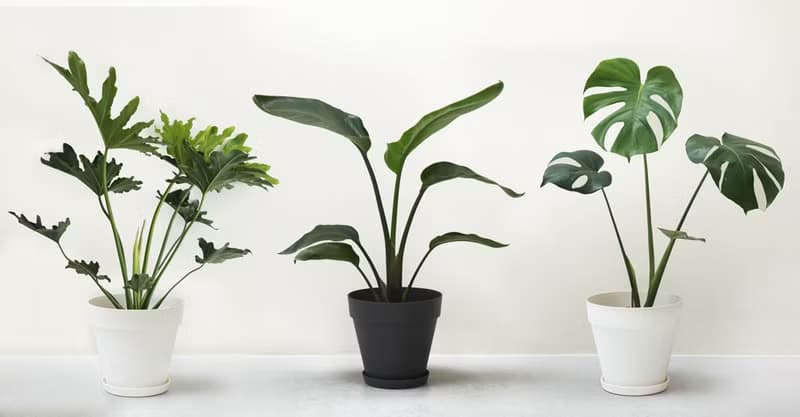 Bird of Paradise 天堂鳥大型室內植栽_荷蘭設計極簡霧面盆