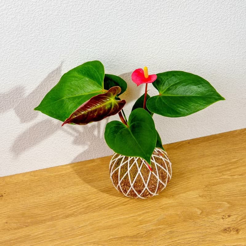 苔球植物 火鶴苔球 苔玉 禮物 送禮 桌上盆栽
