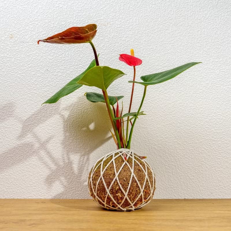 苔球植物 火鶴苔球 苔玉 禮物 送禮 桌上盆栽