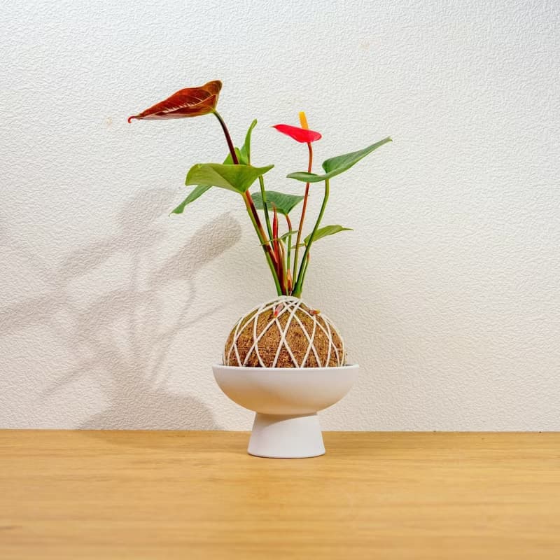 苔球植物 火鶴苔球 苔玉 禮物 送禮 桌上盆栽