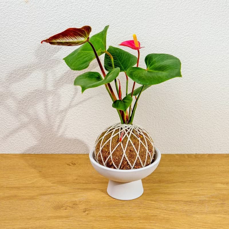 苔球植物 火鶴苔球 苔玉 禮物 送禮 桌上盆栽