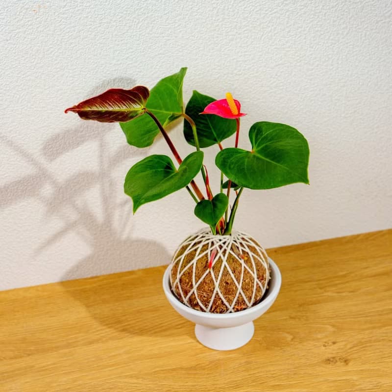 苔球植物 火鶴苔球 苔玉 禮物 送禮 桌上盆栽
