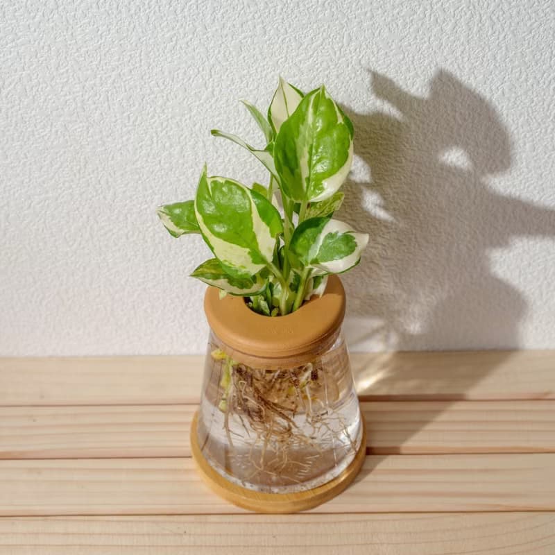 白金葛 三角水耕盆栽 室內植物 觀葉植物 禮物 水培