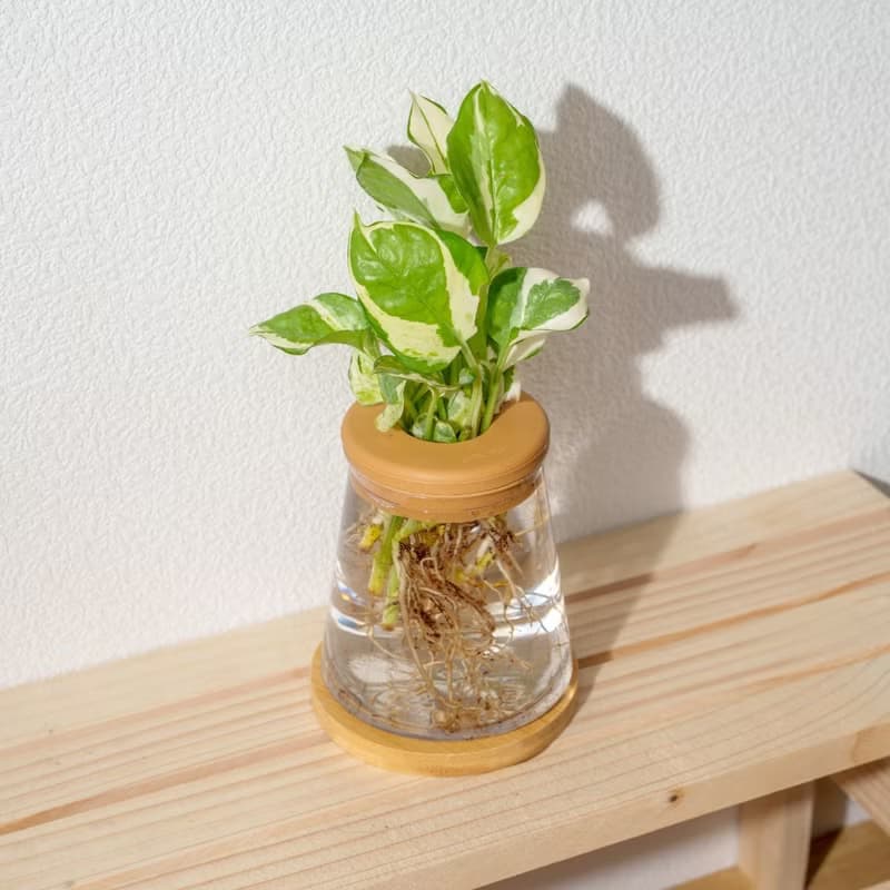 白金葛 三角水耕盆栽 室內植物 觀葉植物 禮物 水培