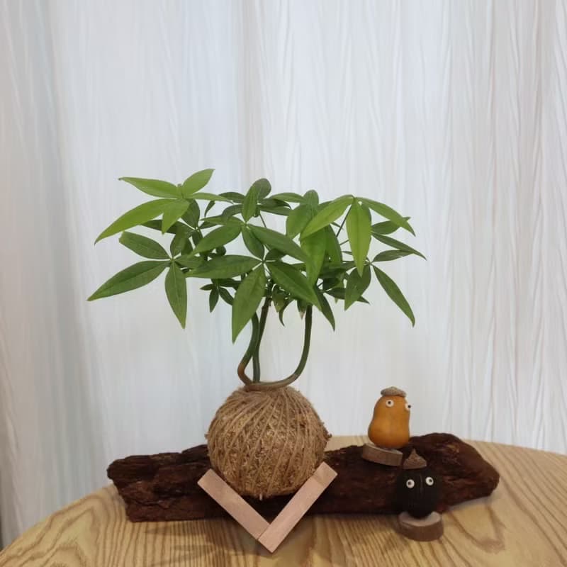 |發財樹、馬拉巴栗苔球| 贈送塑膠底座 / 植男人紳 手作苔球