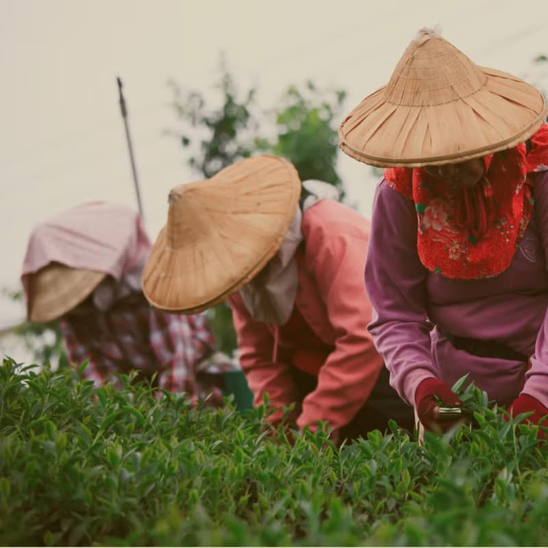 【體驗】台灣茶的秘密 - 跟著職人玩樂探索(平日班)