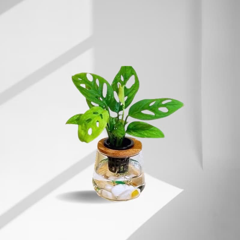蕨美植栽 水耕植栽 窗型龜背芋 (洞洞蔓綠絨) x 弧形玻璃瓶