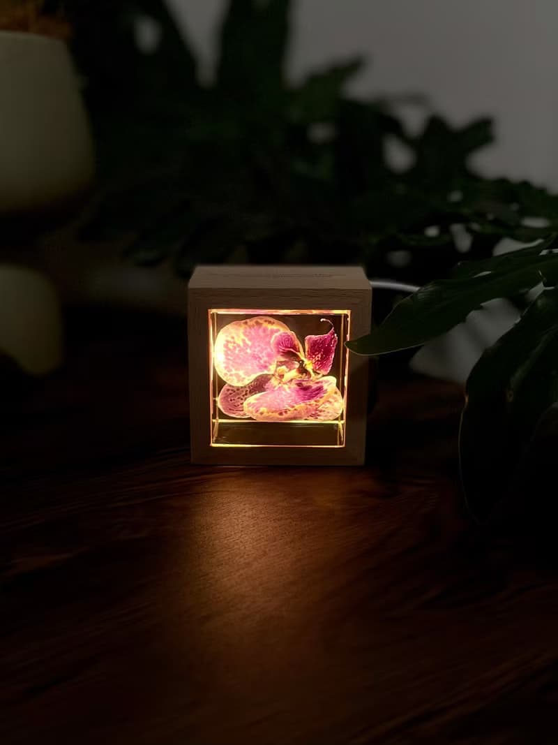 真花 \乾燥花 米奇蝴蝶蘭永生花樹脂夜燈