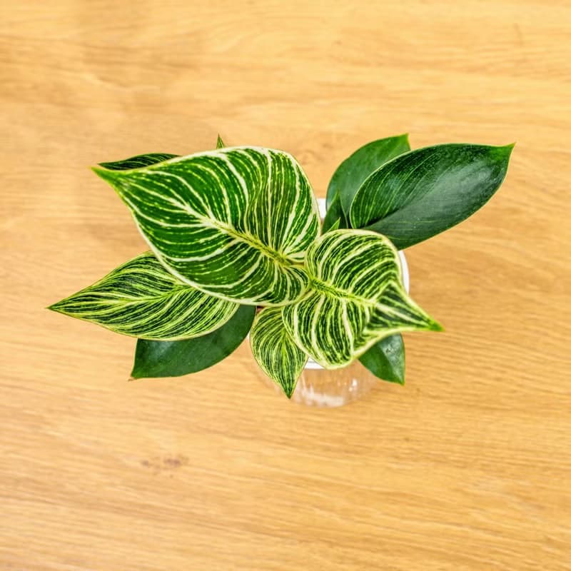 鉑金蔓綠絨 植栽 免澆水盆栽 室內植物 觀葉植物 辦公室小物