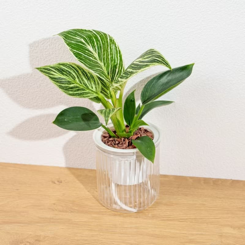 鉑金蔓綠絨 植栽 免澆水盆栽 室內植物 觀葉植物 辦公室小物