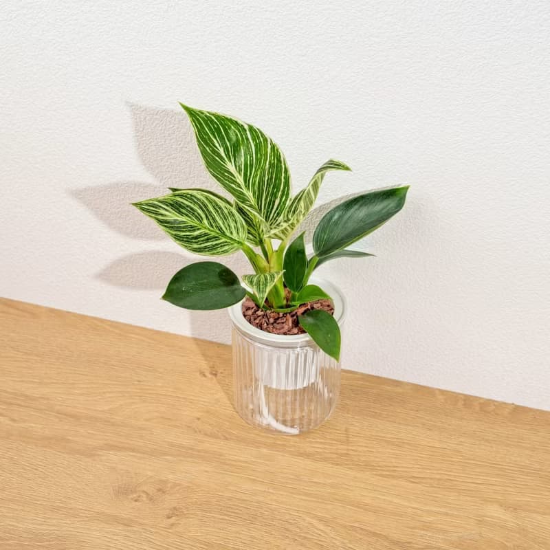 鉑金蔓綠絨 植栽 免澆水盆栽 室內植物 觀葉植物 辦公室小物
