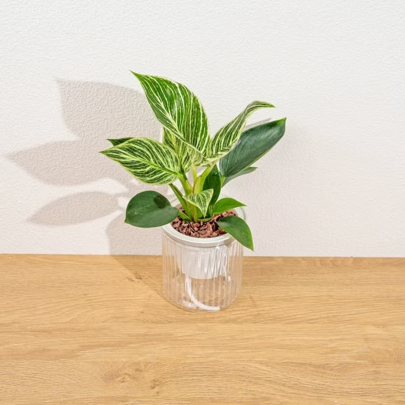 鉑金蔓綠絨 植栽 免澆水盆栽 室內植物 觀葉植物 辦公室小物